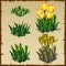 Stages of growth yellow tulips, from planting to