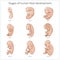 Stages of human fetal development schematic vector