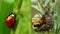 Stages of the ladybug life cycle