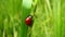 Stages of the ladybug life cycle | Adult Ladybug