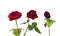 The stages of the life cycle of red rose from flowering to wilting on white isolated background