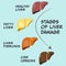 stages of liver damage and disease