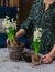 Stages of planting hyacinths at home, gardening instruments, pot with soil, selective focus