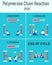 Stages of polymerase chain reaction infographic.