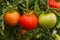 Stages of ripeness of tomatoes on one tomato Bush. Unripe, underripe and ripe tomatoes. Tomato closeup.