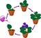Stages of vegetative reproduction of African violets Saintpaulia. Sequence of stages of plant growth from leaf section to plant