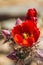Staghorn Cactus Flower