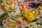 Staghorn Cactus Flower