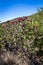 Staghorn Cholla Cactus
