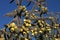 Staghorn cholla cactus 4739