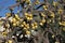 Staghorn cholla cactus 4743