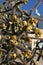 Staghorn cholla cactus 4746