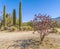 Staghorn cholla cactus just before spring blooming in Saguaro National Park.Arizona.USA