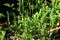 Staghorn Clubmoss   50687