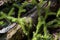 Staghorn Clubmoss   803827