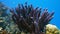 Staghorn coral, Acropora pulchra, with tropical fish underwater in the Red sea