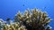 Staghorn coral, Acropora pulchra, with tropical fish underwater in the Red sea