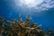 Staghorn Coral, Bonaire