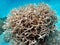 Staghorn Coral community