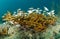 Staghorn Coral and Juvenile Grunts