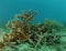 Staghorn coral in underwater seascape