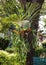 Staghorn or Elkhorn Ferns on a Tree Trunk