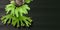 Staghorn fern on black background.