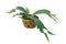 Staghorn fern on clay pot