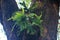 STAGHORN FERN GROWING IN A TREE