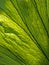 Staghorn fern leaf detail, Platycerium superbum, Rio