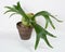 Staghorn Fern with New Green Sterile Shield