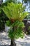 Staghorn fern - Platycerium bifurcatum - growing on tree trunk in Thailand