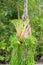 Staghorn fern - Platycerium bifurcatum - growing on tree trunk in Thailand