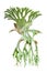 Staghorn fern, Platycerium superbum, ornamental tropical plant i