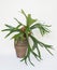 Staghorn Fern in Stacked Brown Clay Pots