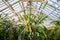 Staghorn fern in tropical greenhouse. Elkhorn fern in pot hanging over the glass roof in glasshouse