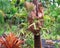 Staghorn Fern in tropical landscape
