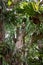 Staghorn ferns on rainforest trees