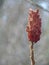 Staghorn Sumac Blossom in Wintertime Isolated Closeup Detail