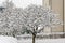 Staghorn sumac branches with flowers covered with a snow