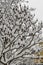 Staghorn sumac branches with flowers covered with a snow