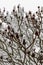 Staghorn sumac branches with flowers covered with a snow