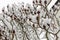 Staghorn sumac branches with flowers covered with a snow