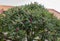 Staghorn Sumac bush and red flowers