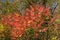 Staghorn Sumac in the Fall