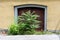 Staghorn sumac or Rhus typhina deciduous tree with alternate pinnately compound leaves growing in front of old wooden doors