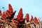 Staghorn sumac or Rhus typhina deciduous tree with rows of dark red dense cone shaped flowers and dry brown shriveled leaves