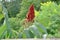 Staghorn Sumac Rhus typhina flower