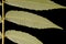 Staghorn Sumac (Rhus typhina). Leaf Detail Closeup