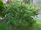 Staghorn sumac tree with big red flowers in garden